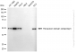 KD-Validated Anti-Ubiquitin Specific Peptidase 39 Rabbit Monoclonal Antibody
