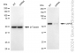 KD-Validated Anti-Ubiquitin Specific Peptidase 39 Rabbit Monoclonal Antibody