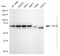 KD-Validated Anti-TAF15 Rabbit Monoclonal Antibody
