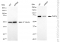 KD-Validated Anti-TAF15 Rabbit Monoclonal Antibody