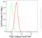 KD-Validated Anti-TOE1 Rabbit Monoclonal Antibody