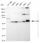 KD-Validated Anti-TOE1 Rabbit Monoclonal Antibody