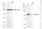 KD-Validated Anti-TOE1 Rabbit Monoclonal Antibody