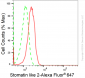 KD-Validated Anti-Stomatin Like 2 Rabbit Monoclonal Antibody