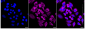 KD-Validated Anti-Stomatin Like 2 Rabbit Monoclonal Antibody