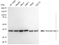 KD-Validated Anti-Stomatin Like 2 Rabbit Monoclonal Antibody
