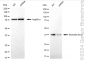 KD-Validated Anti-Stomatin Like 2 Rabbit Monoclonal Antibody