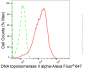 KD-Validated Anti-Topoisomerase II alpha Rabbit Monoclonal Antibody
