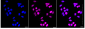 KD-Validated Anti-Topoisomerase II alpha Rabbit Monoclonal Antibody