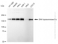 KD-Validated Anti-Topoisomerase II alpha Rabbit Monoclonal Antibody