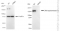 KD-Validated Anti-Topoisomerase II alpha Rabbit Monoclonal Antibody