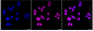 KD-Validated Anti-Ubiquitin Specific Peptidase 39 Rabbit Monoclonal Antibody