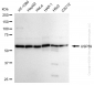 KD-Validated Anti-Ubiquitin Specific Peptidase 39 Rabbit Monoclonal Antibody