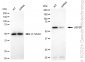 KD-Validated Anti-Ubiquitin Specific Peptidase 39 Rabbit Monoclonal Antibody