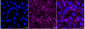 KD-Validated Anti-Transcription Factor 7 Like 1 Rabbit Monoclonal Antibody
