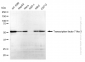 KD-Validated Anti-Transcription Factor 7 Like 1 Rabbit Monoclonal Antibody