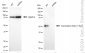 KD-Validated Anti-Transcription Factor 7 Like 1 Rabbit Monoclonal Antibody