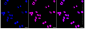 KD-Validated Anti-SMARCA4 Rabbit Monoclonal Antibody