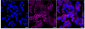 KD-Validated Anti-TRK fused gene Rabbit Monoclonal Antibody