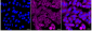 KD-Validated Anti-Ubiquitin Specific Peptidase 14 Rabbit Monoclonal Antibody