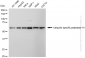 KD-Validated Anti-Ubiquitin Specific Peptidase 14 Rabbit Monoclonal Antibody