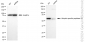 KD-Validated Anti-Ubiquitin Specific Peptidase 14 Rabbit Monoclonal Antibody