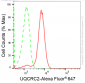 KD-Validated Anti-UQCRC2 Rabbit Monoclonal Antibody