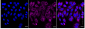 KD-Validated Anti-UQCRC2 Rabbit Monoclonal Antibody