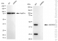 KD-Validated Anti-UQCRC2 Rabbit Monoclonal Antibody