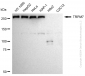 KD-Validated Anti-TRPM7 Rabbit Monoclonal Antibody