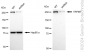 KD-Validated Anti-TRPM7 Rabbit Monoclonal Antibody
