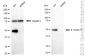 KD-Validated Anti-Tubulin Beta 3 Class III Rabbit Monoclonal Antibody