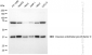 KD-Validated Anti-Vascular Endothelial Growth Factor D Rabbit Monoclonal Antibody