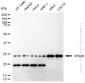 KD-Validated Anti-VPS28 Subunit Of ESCRT-I Rabbit Monoclonal Antibody