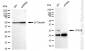 KD-Validated Anti-VPS28 Subunit Of ESCRT-I Rabbit Monoclonal Antibody