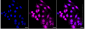 KD-Validated Anti-Ubiquitination Factor E4B Rabbit Monoclonal Antibody