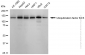 KD-Validated Anti-Ubiquitination Factor E4B Rabbit Monoclonal Antibody