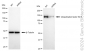 KD-Validated Anti-Ubiquitination Factor E4B Rabbit Monoclonal Antibody