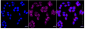 KD-Validated Anti-Ubiquitination Factor E4A Rabbit Monoclonal Antibody