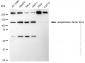 KD-Validated Anti-Ubiquitination Factor E4A Rabbit Monoclonal Antibody