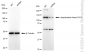 KD-Validated Anti-Ubiquitination Factor E4A Rabbit Monoclonal Antibody