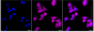 KD-Validated Anti-Synaptosome Associated Protein 29 Rabbit Monoclonal Antibody