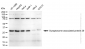 KD-Validated Anti-Synaptosome Associated Protein 29 Rabbit Monoclonal Antibody