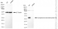 KD-Validated Anti-Synaptosome Associated Protein 29 Rabbit Monoclonal Antibody