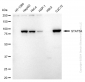 KD-Validated Anti-STAT5A Rabbit Monoclonal Antibody