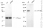 KD-Validated Anti-STAT5A Rabbit Monoclonal Antibody