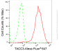KD-Validated Anti-TACC3 Rabbit Monoclonal Antibody