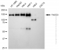 KD-Validated Anti-TACC3 Rabbit Monoclonal Antibody