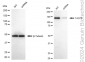 KD-Validated Anti-TACC3 Rabbit Monoclonal Antibody