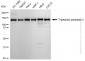 KD-Validated Anti-Tripeptidyl peptidase 2 Rabbit Monoclonal Antibody